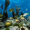 Molasses reef,Key Largo,Florida