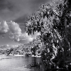 Myakka river...Florida